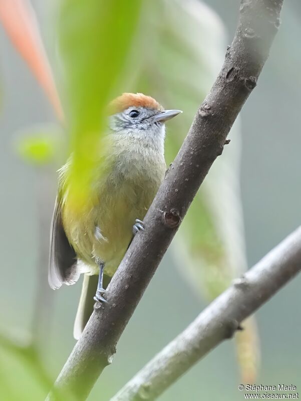 Rufous-crowned Greenletadult