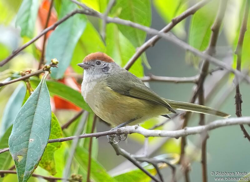 Rufous-crowned Greenletadult