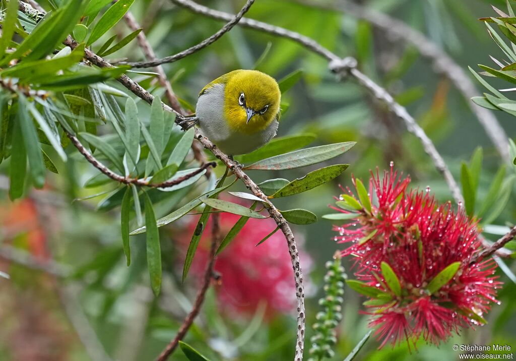 Zostérops de Swinhoeadulte