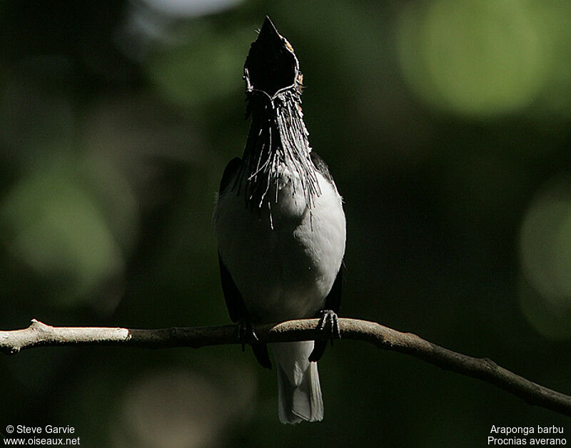 Bearded Bellbird male adult breeding