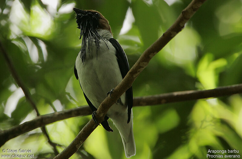 Bearded Bellbird male adult breeding