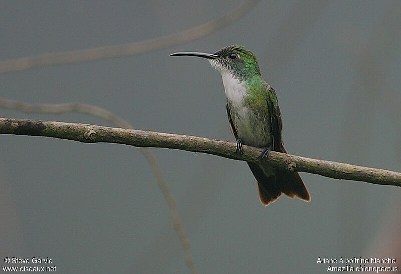 White-chested Emeraldadult breeding