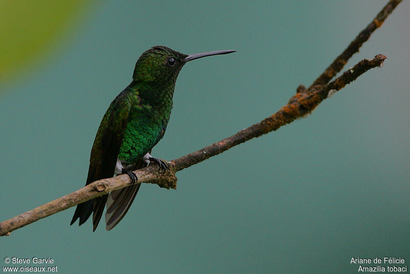 Copper-rumped Hummingbird