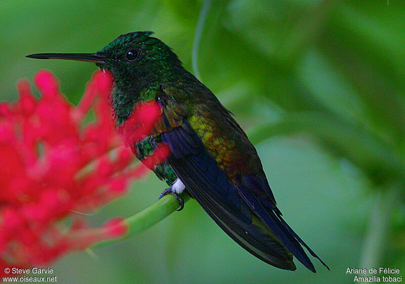 Copper-rumped Hummingbird male adult breeding