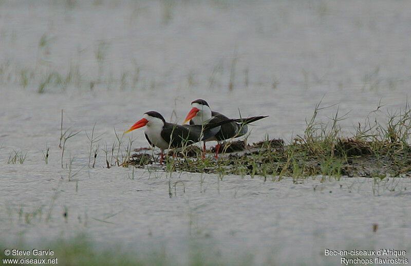 African Skimmer adult post breeding