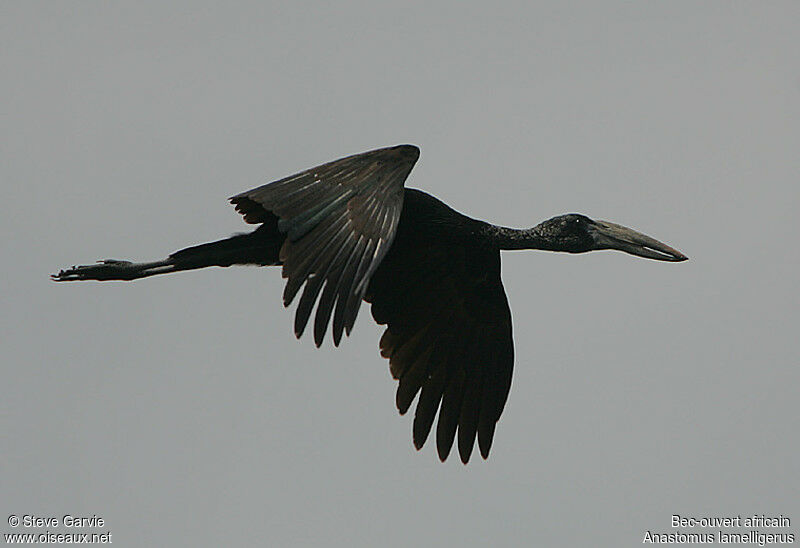 African Openbilladult post breeding