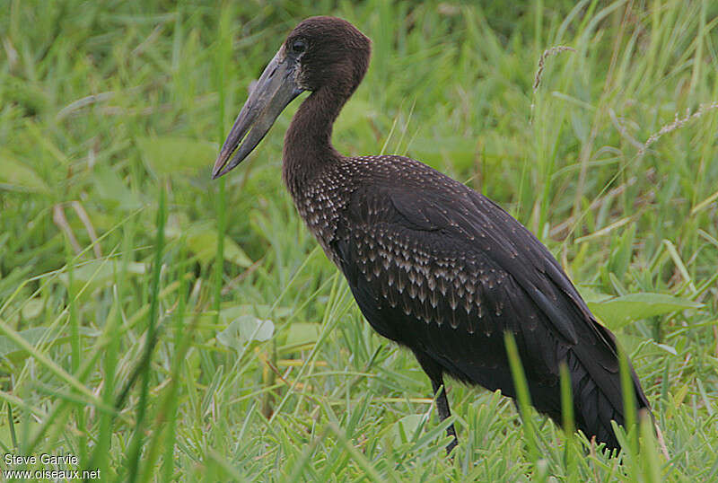 African Openbilljuvenile, identification