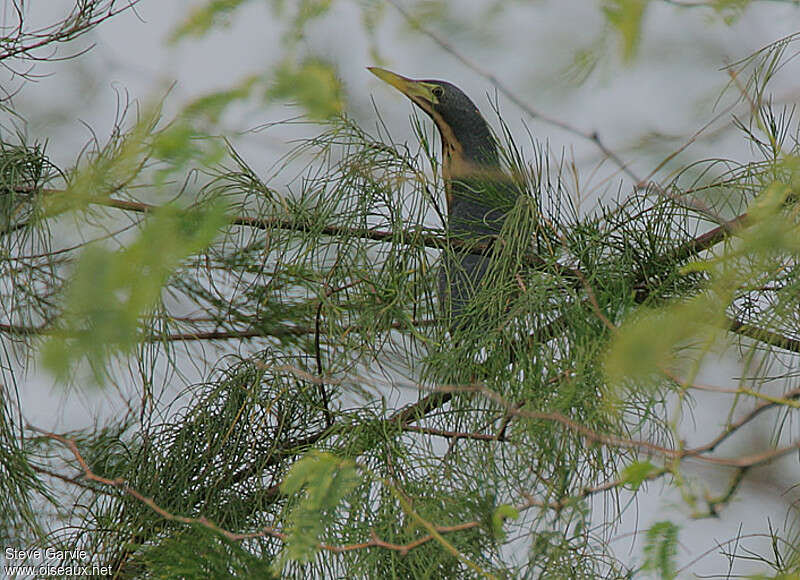 Dwarf Bitternadult breeding, close-up portrait