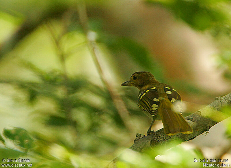 Bulbul à tête bruneadulte nuptial