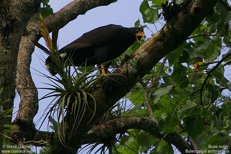 Common Black Hawkadult breeding