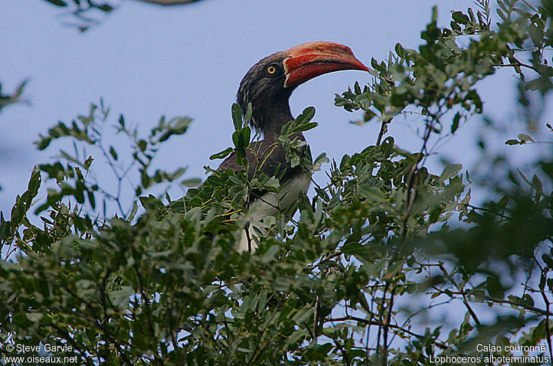 Crowned Hornbill male adult breeding