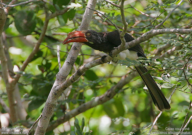 Crowned Hornbill female adult breeding