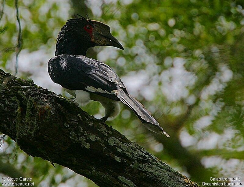 Trumpeter Hornbill female adult breeding