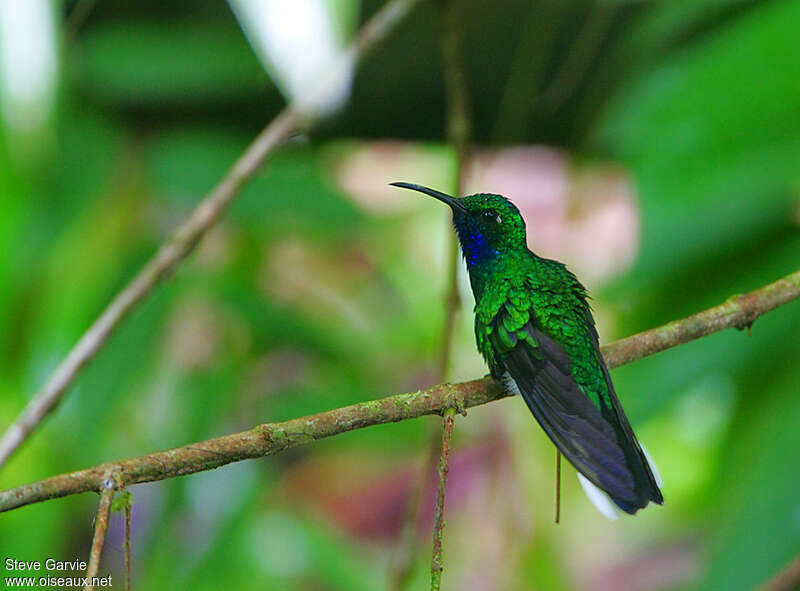 White-tailed Sabrewing male adult breeding, identification