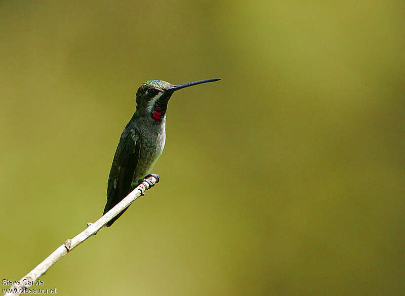 Long-billed Starthroat male adult breeding, identification