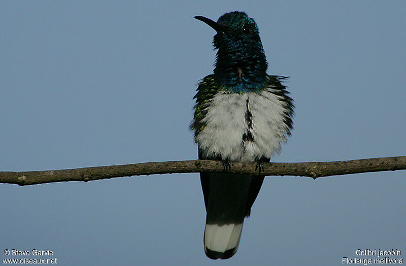 Colibri jacobin mâle adulte nuptial