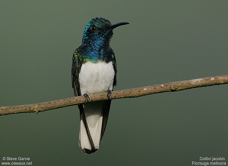 Colibri jacobin mâle adulte nuptial