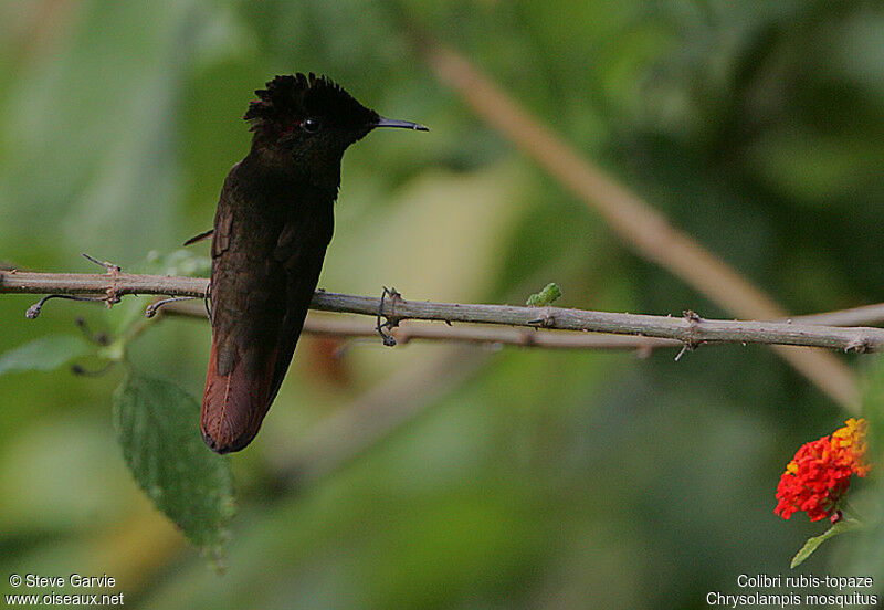 Colibri rubis-topaze mâle adulte nuptial