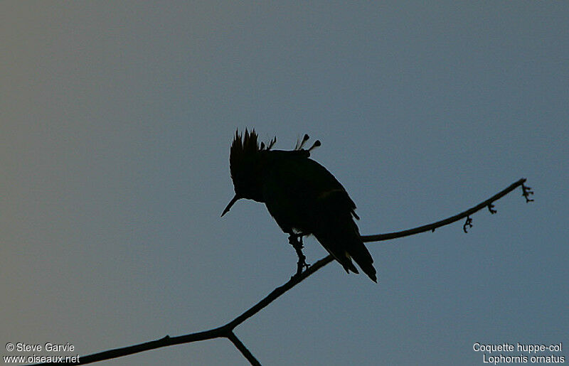 Tufted Coquette male adult breeding