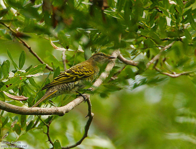 Black Cuckooshrike female adult post breeding