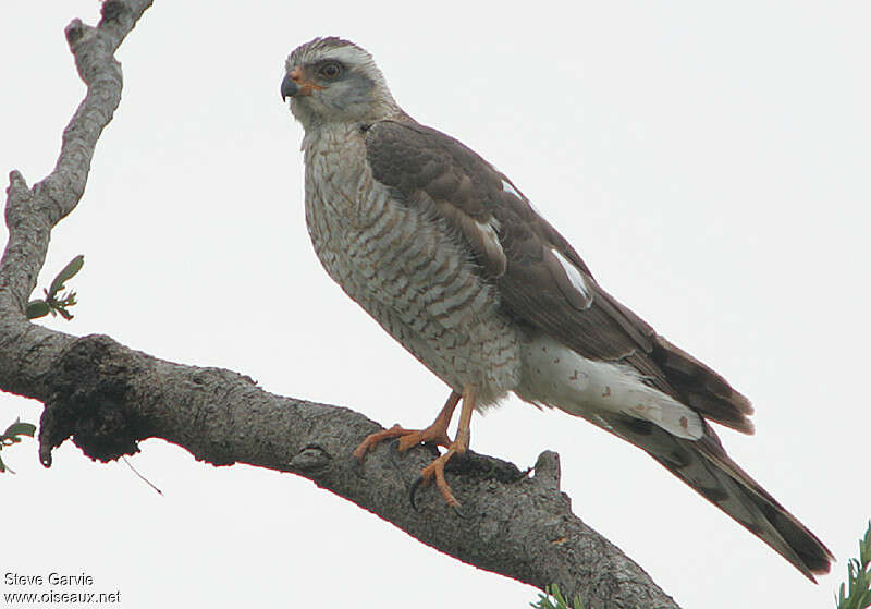 Épervier de l'Ovampo2ème année, identification