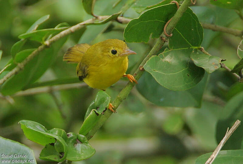 Little Yellow Flycatcheradult breeding, close-up portrait