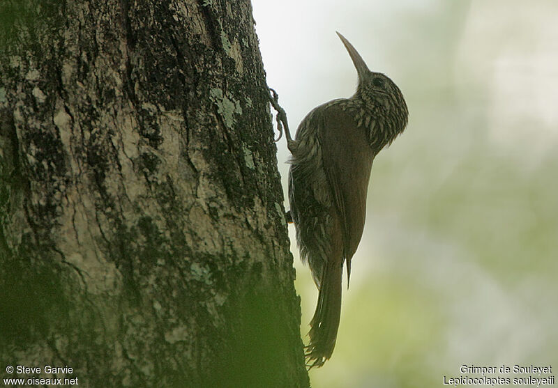 Streak-headed Woodcreeperadult