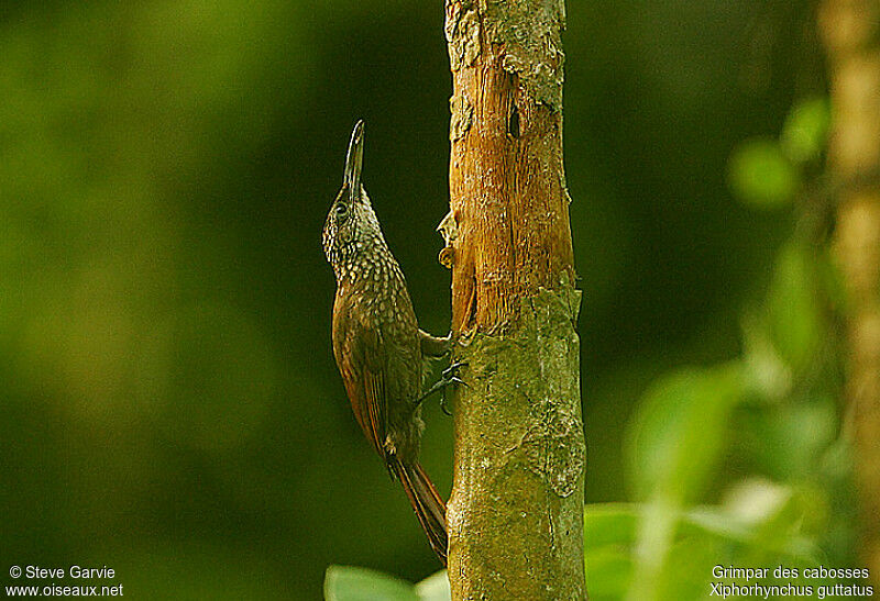 Buff-throated Woodcreeperadult breeding