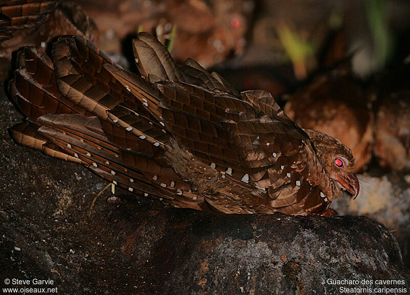 Guacharo des cavernesadulte nuptial