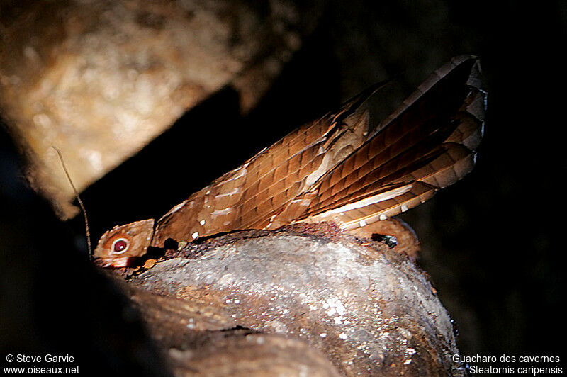 Guacharo des cavernesadulte nuptial