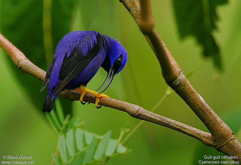 Purple Honeycreeper male adult breeding