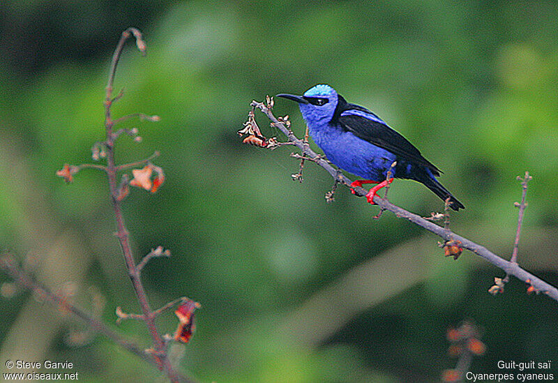 Red-legged Honeycreeper male adult breeding