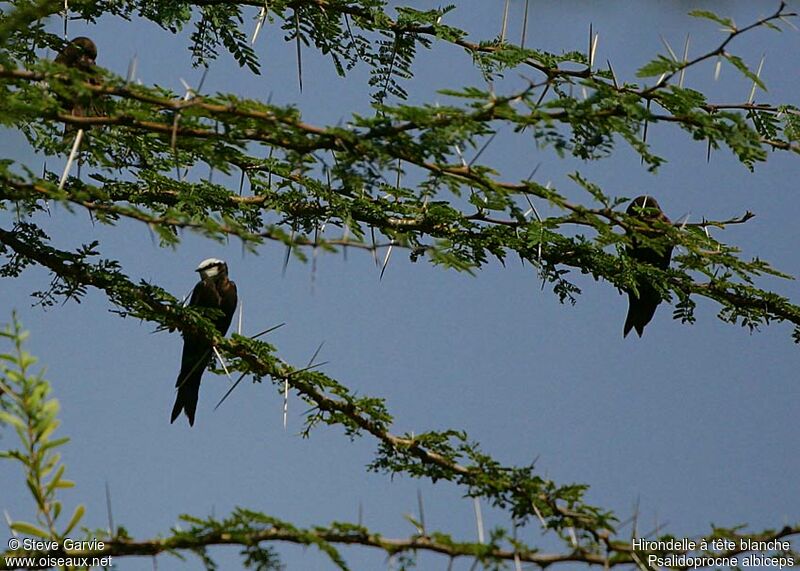 White-headed Saw-wing male adult breeding