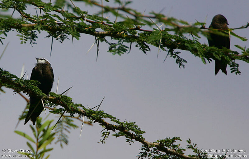 White-headed Saw-wing adult breeding