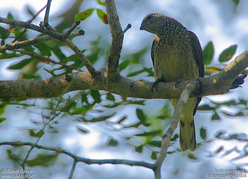 Scaly-throated Honeyguideadult breeding