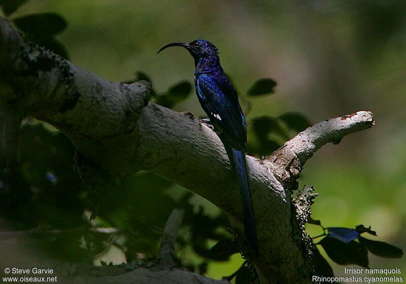 Common Scimitarbilladult breeding