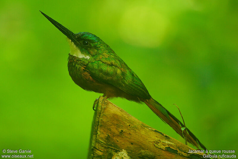 Jacamar à queue rousse mâle adulte nuptial