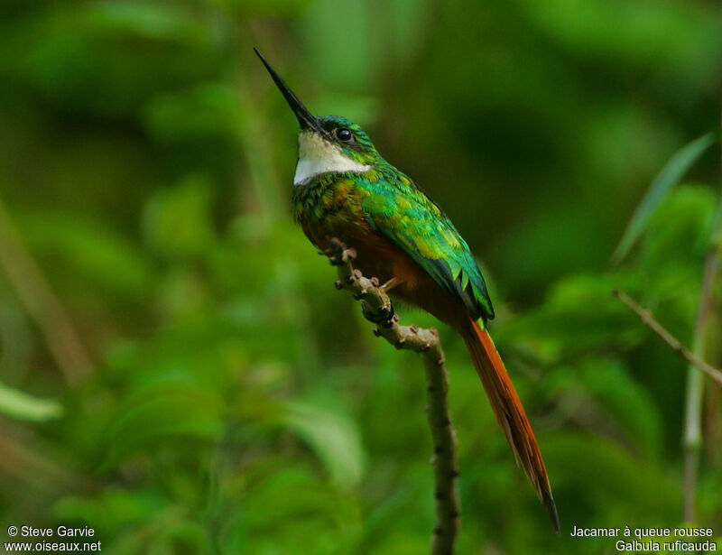 Rufous-tailed Jacamar male adult breeding