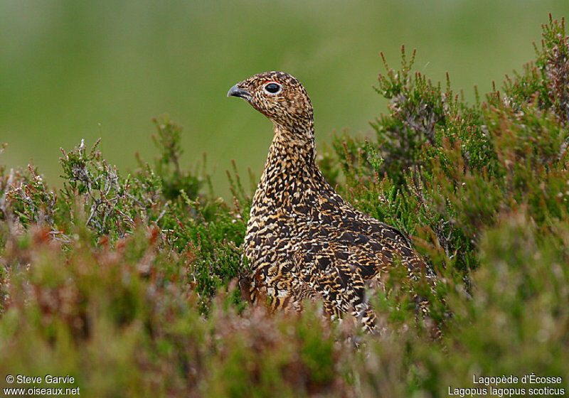 Red Grouse female adult breeding