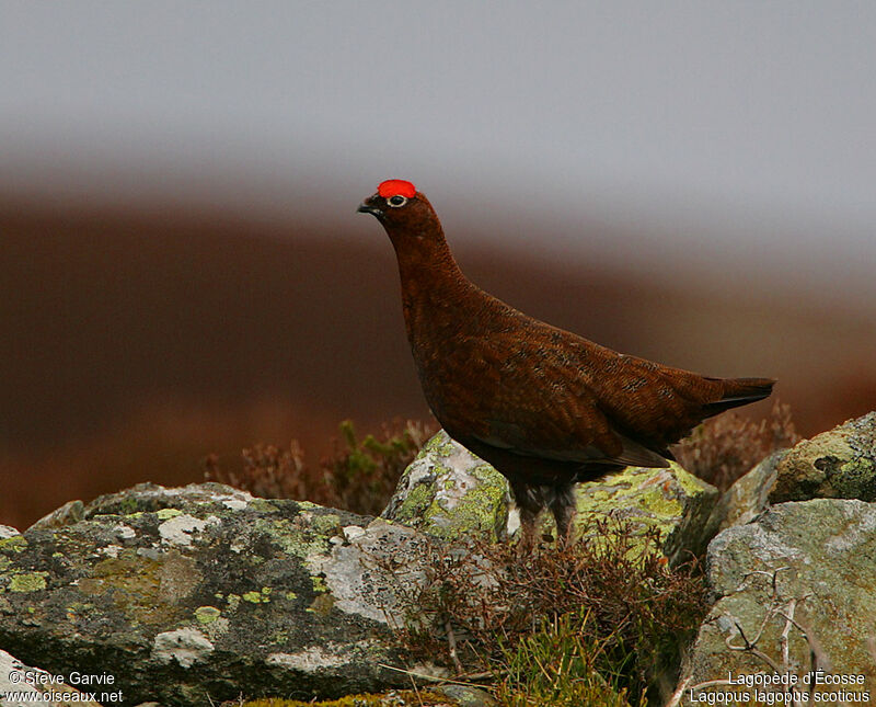 Red Grouse male adult breeding