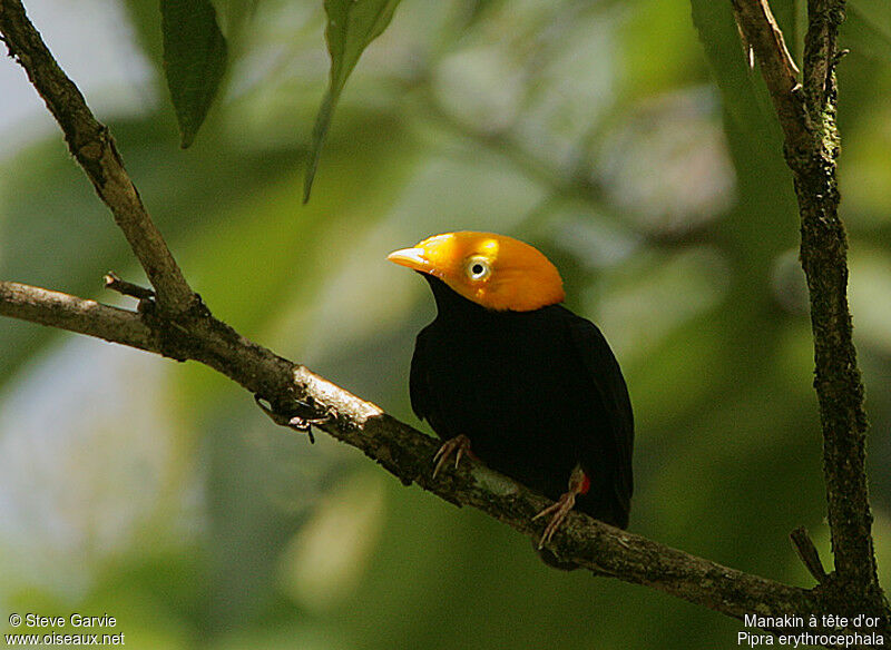 Manakin à tête d'or mâle adulte nuptial