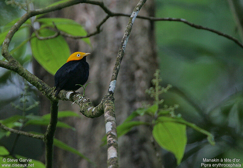 Manakin à tête d'or mâle adulte nuptial