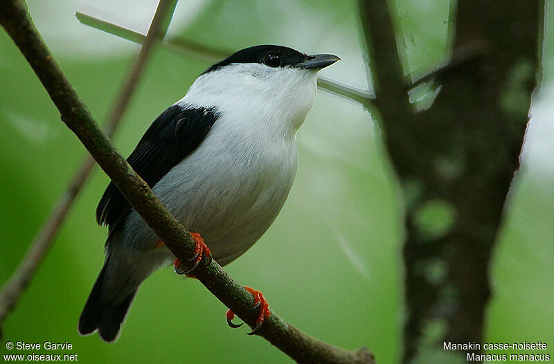 White-bearded Manakin male adult breeding