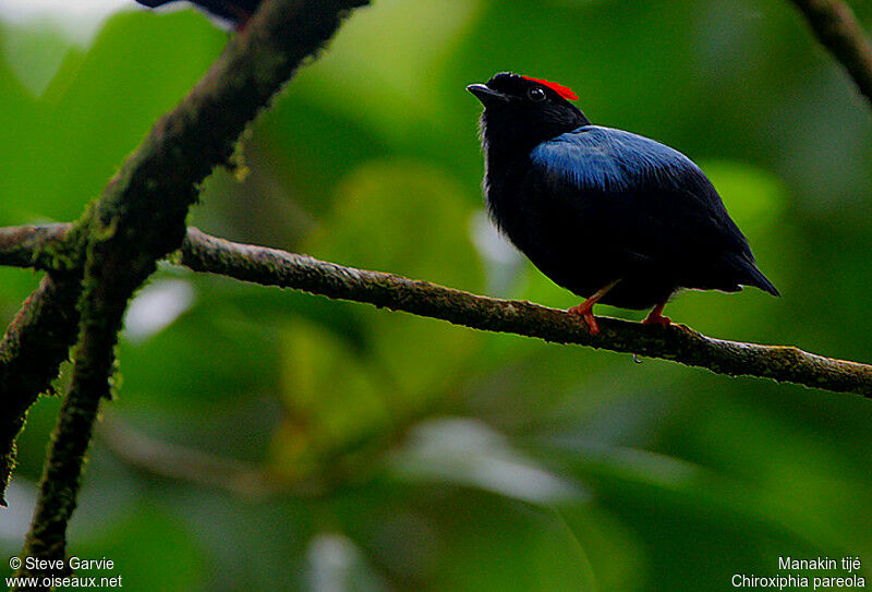 Manakin tijé mâle adulte nuptial