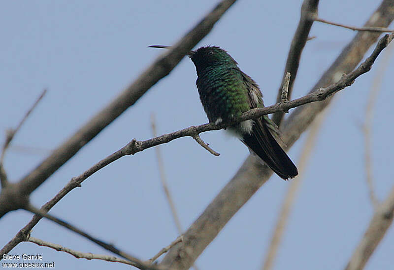 Mango à cravate verte mâle adulte nuptial, identification