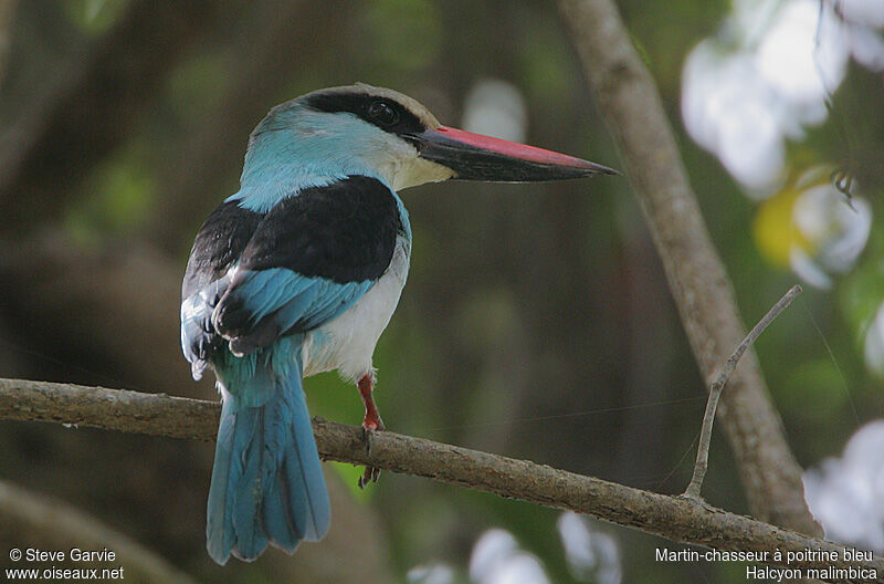 Blue-breasted Kingfisheradult post breeding