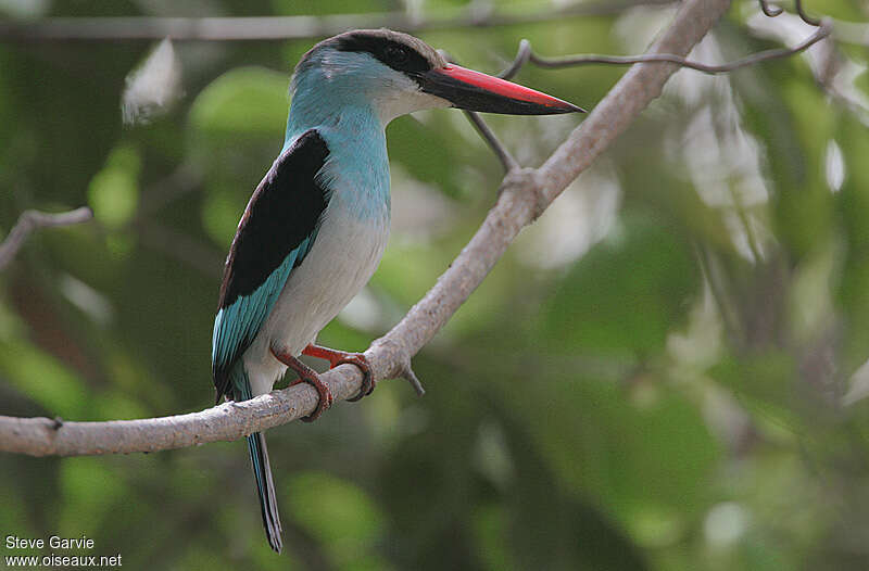 Blue-breasted Kingfisheradult, identification