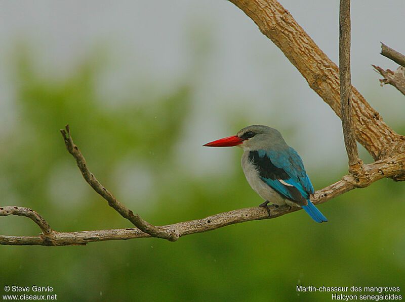 Mangrove Kingfisheradult post breeding