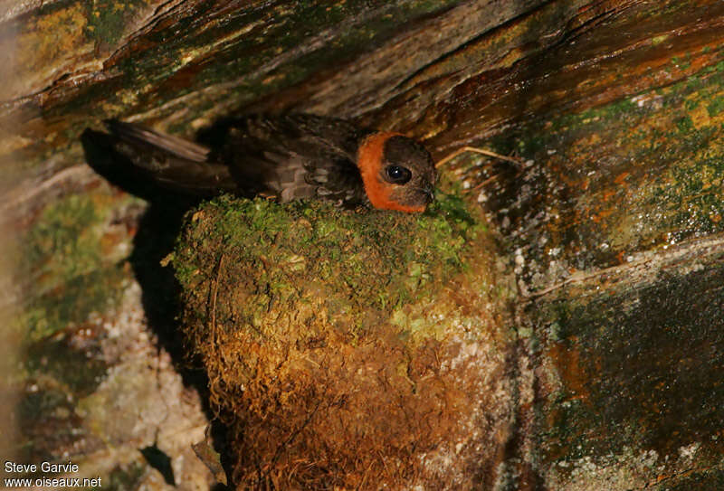 Chestnut-collared Swift male adult breeding, identification