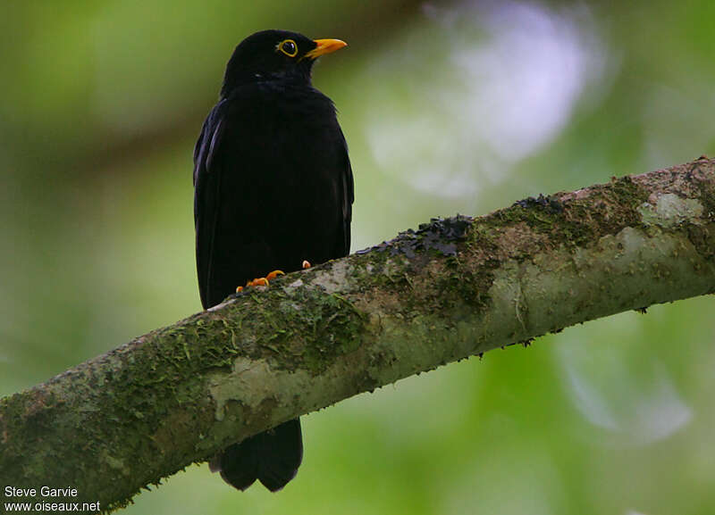 Yellow-legged Thrush male adult breeding